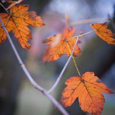 Kaiyun体育官方在线登录